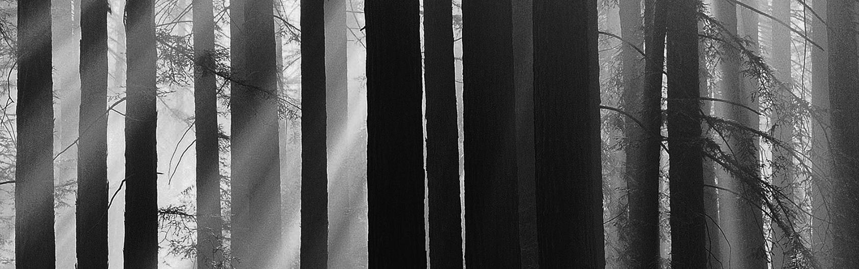 the_five_elements_wood.jpg